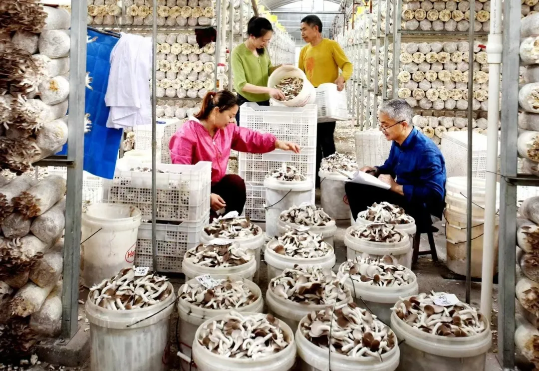 一天出货量超2吨！这里的秀珍菇产销两旺